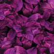 Učitaj sliku u galeriju *RASPRODAJA* Purple Leaves - Zidna tapeta 370x230 cm