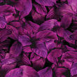Učitaj sliku u galeriju *RASPRODAJA* Purple Leaves - Zidna tapeta 370x230 cm